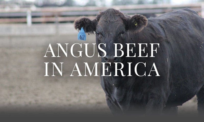 Angus Beef in America