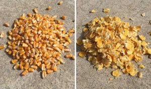 corn