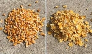corn